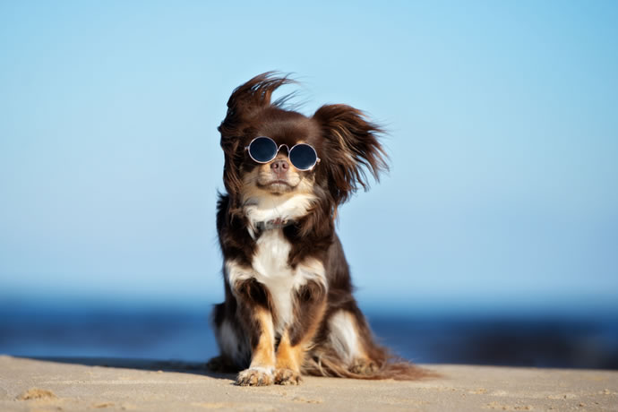 fotos de cachorros profissional