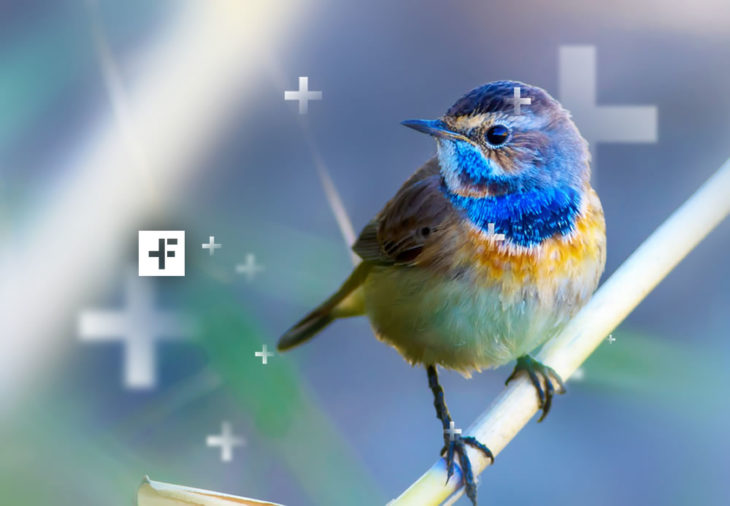 Fotos de Pássaros: Dicas Incríveis para Conseguir as Melhores Imagens