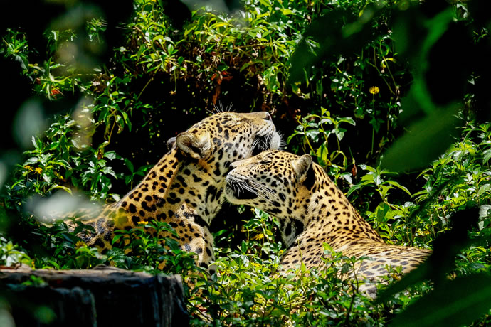 Fotografia animais