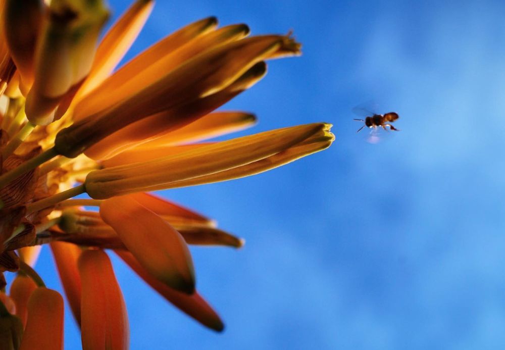 foto de abelha na flor